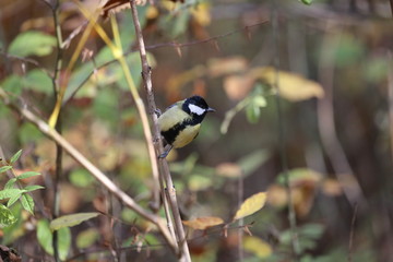 aves varias 