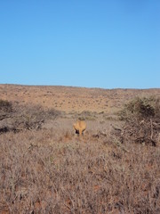 Fototapeta premium Bloodwood Creek Wild Kangaroos - Ningaloo