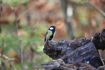 aves varias 