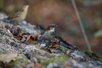 aves varias 