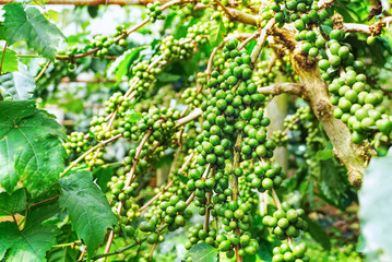 Raw green coffee beans on branch of coffee tree