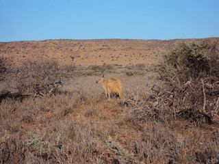 Obraz premium Bloodwood Creek Wild Kangaroos - Ningaloo