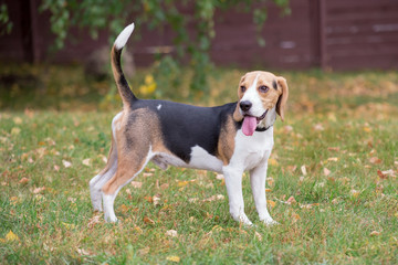 Cute beagle puppy is standing in the autumn park with lolling tongue. Pet animals.