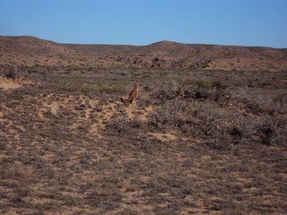 Bloodwood Creek Wild Kangaroos - Ningaloo