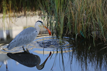 aves varias 