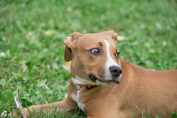 Cute american staffordshire terrier puppy is lying on the green grass in the autumn park. Pet...