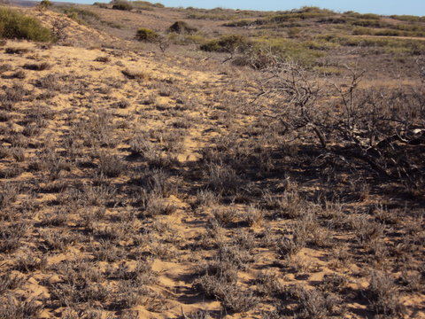 Bloodwood Creek Wild Kangaroos - Ningaloo