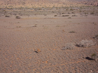 Bloodwood Creek Wild Kangaroos - Ningaloo