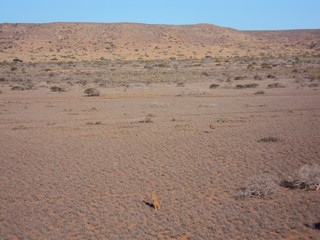 Bloodwood Creek Wild Kangaroos - Ningaloo