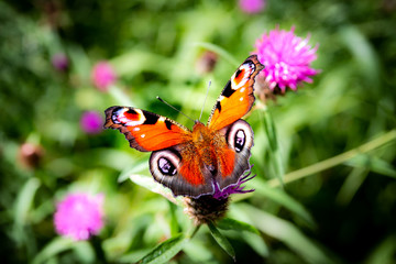 Fototapete bei efototapeten.de bestellen   