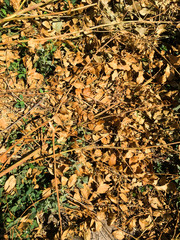 Dry yellow leaves lie on the ground in the sun. Autumn background.