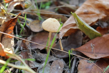 mushroom in the forest