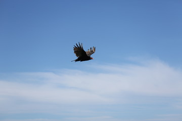aves varias 