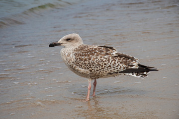 Grown chick, herring young sea gull standing on the sandy beach, close up