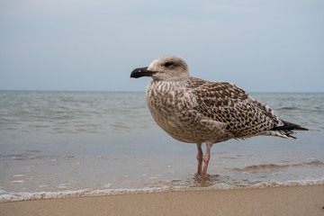 Grown chick, herring young sea gull standing on the sandy beach, close up