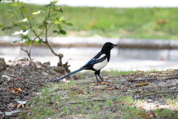 A magpie in a park in the city