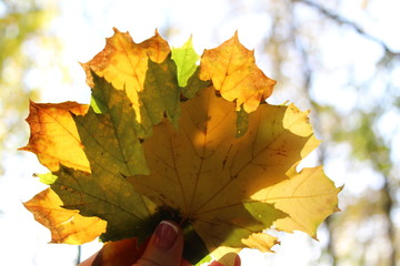 autumn maple leaves