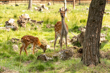 Spotted deer eat grass in a pasture in the reserve