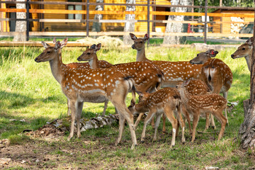 Spotted deer eat grass in a pasture in the reserve