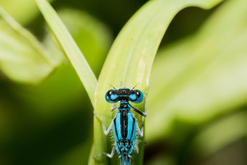 The macro eyes of a blue dragonfly