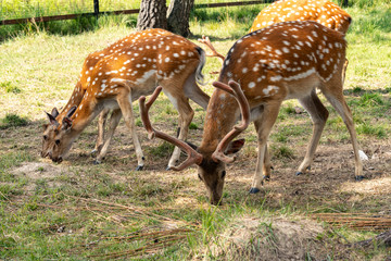 Spotted deer eat grass in a pasture in the reserve