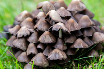 A group of mushrooms in the grass