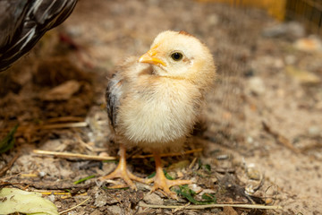 little grey chicken in the coop