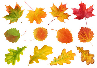 collection of autumn leaves of oak, maple and aspen isolated on white background.