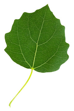 isolated green aspen leaf on white background.