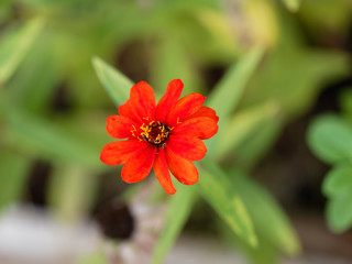 Zinnia angustifolia | Jolies fleur de Zinnia aux pétales étoilées orange