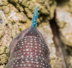 The blue tail of a caterpillar