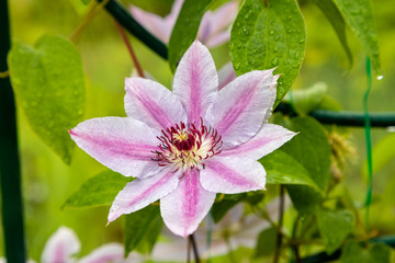a large pink clematis flower on a flowerbed in summer.the opened Bud