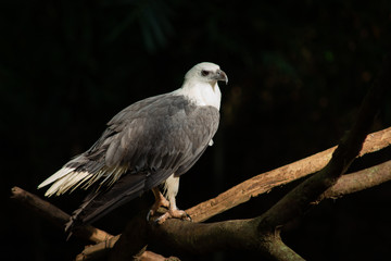 White-bellied Sea-eagle