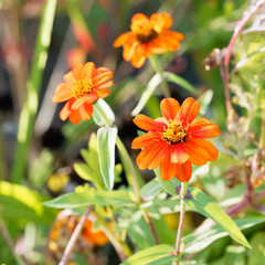 Zinnia angustifolia | Jolies fleur de Zinnia aux pétales étoilées jaune orangé