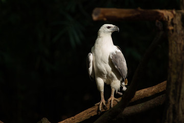 White-bellied Sea-eagle