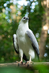White-bellied Sea-eagle
