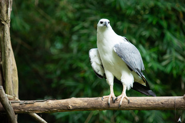 White-bellied Sea-eagle