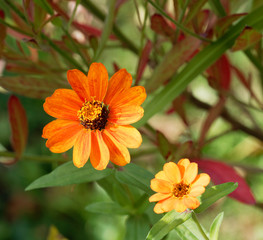 Zinnia angustifolia | Jolies fleur de Zinnia aux pétales étoilées jaune-orange