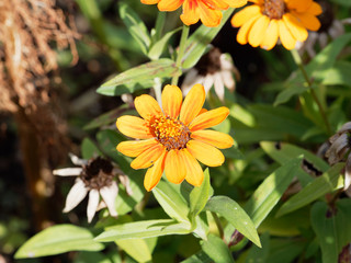 Zinnia angustifolia | Jolies fleur de Zinnia aux pétales étoilées jaune
