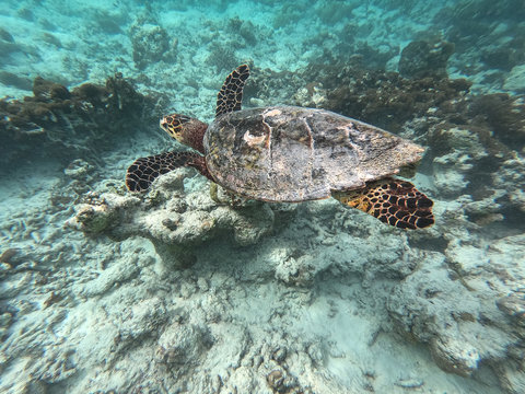 wildlife maldivian sea turtle (marine turtles)