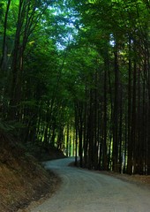 Obraz premium a way through the dark forest