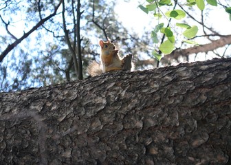 squirrel on tree 23