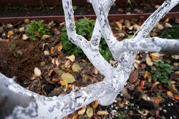 A thin, white-painted tree against a background of fallen leaves.