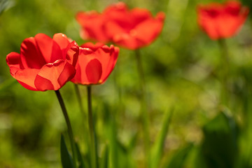 red tulips in front of green blurry background, shallow depth of field