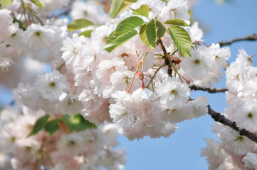 Springtime in the garden