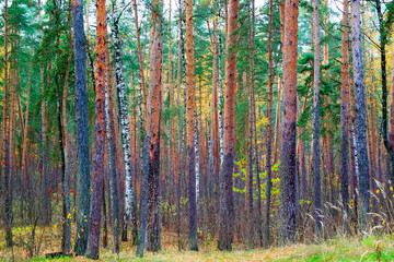 Fototapeta premium quiet scenic autumn forest with red berries of mountain ash and yellow foliage of deciduous trees among orange trunks of pines. Autumn nature landscape.