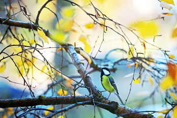 Proud tit on a tree, autumn background. Chickadees and titmice, Paridae, passerine bird