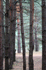 quiet scenic fall pine forest. Autumn nature landscape.