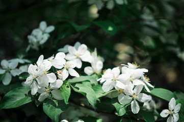 white flowers of apple tree