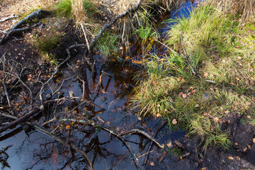 Sumpfgebiet Tannermoor